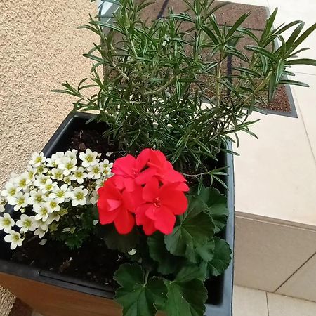Apartman Sandra -Private Parking And Garden Zadar Luaran gambar